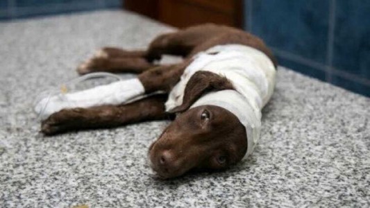 Quedó en libertad el acusado de despellejar al perro "Chocolate"