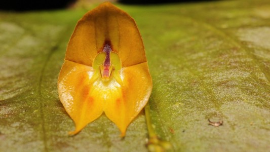 Descubren una rara especie de orquídea gigante