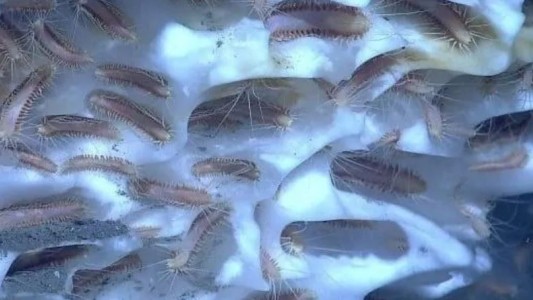 Científicos descongelaron gusanos prehistóricos y lograron que revivan