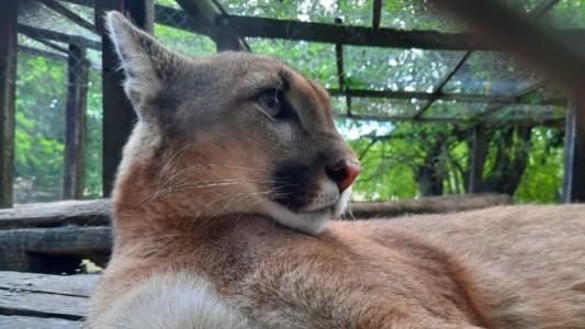 Hallaron en La Plata un puma robado