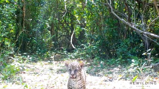 Video: nacieron dos yaguaretés en Corrientes