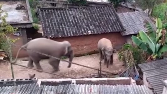 Elefantes salvajes "invadieron" un pueblo en busca de comida
