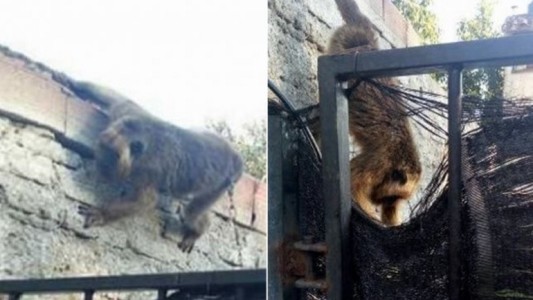 Vecinos indignados con un hombre que tiene a un mono encadenado en el patio de su casa