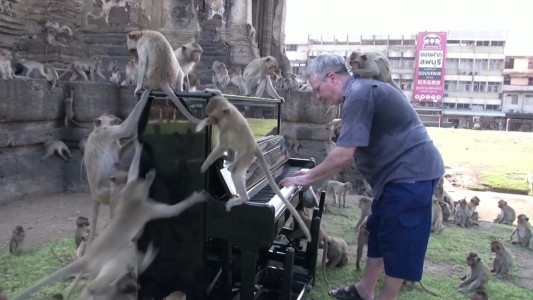 La música amansará a las fieras pero no a los monos