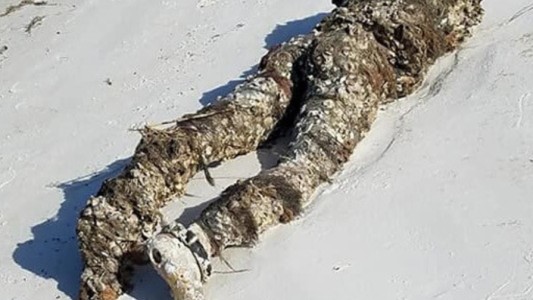Sorpresa tras un macabro hallazgo en la playa