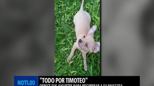 Todo por Timoteo: un nene ofrece sus juguetes a cambio de su perrito perdido