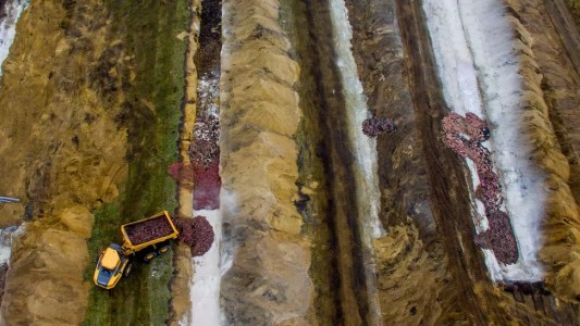 Salen a la superficie los cuerpos de los visones sacrificados y enterrados en Dinamarca