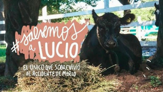 "Salven a Lucio": una campaña para salvar a un ternero de ser carneado