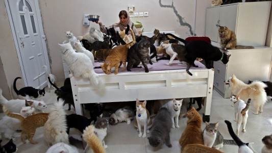 "Son más fieles que los humanos": vive con 480 gatos y 12 perros