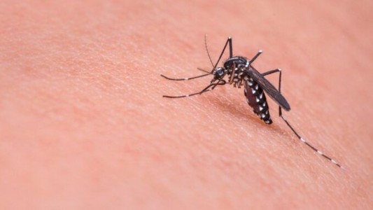 Dengue: 90 casos sospechosos y 5 confirmados en provincia de Buenos Aires