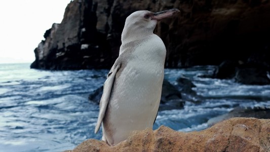 Descubrieron un "raro" pingüino blanco