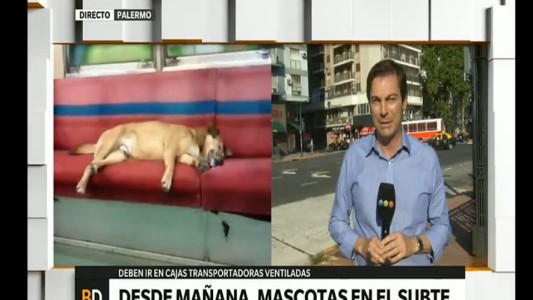 Los perros y gatos podrán viajar en los subtes desde este fin de semana