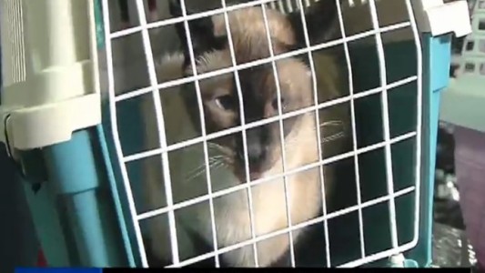 Las mascotas se suben al subte