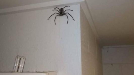 Convivió durante un año con una araña gigante a la que observó crecer