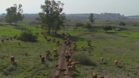 El arriero va... Volando