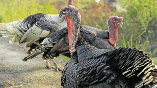 Tres detenidos por robar un pavo del zoológico y emborracharlo con vodka