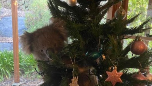 Una familia australiana se encontró un koala en su árbol de Navidad