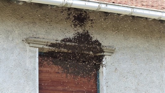 Murió picado por abejas que irrumpieron en forma repentina en su casa