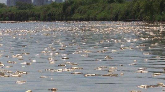Impresionante mortandad de peces en el río Salado de Santa Fe