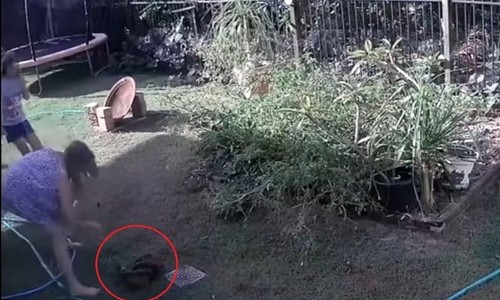 Video: la mujer que salvó a su perrito del ataque de una pitón