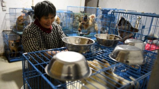 La historia de la mujer china que vive con 1.300 perros