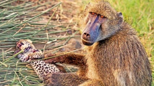 Video: el mono babuino que se "roba" y cuida un cachorro de leopardo