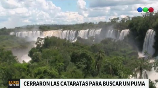 Cataratas cerradas: buscan a un puma que quiso atacar a un turista