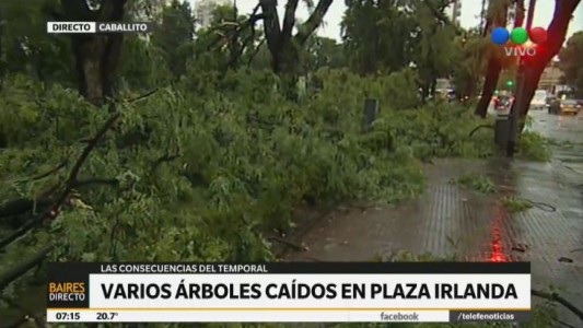 Arboles caidos en Plaza Irlanda