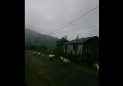 Se les vino la noche: un rebaño de ovejas se fue a dormir en pleno eclipse solar