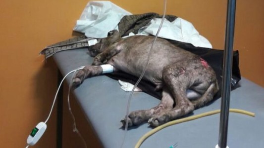 Otro caso como Chocolate: ahora despellejaron a un perro cachorro llamado Campeón en Jujuy