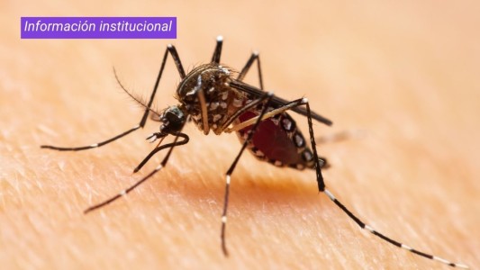 Con la llegada del calor, ¿cómo prevenir el aumento de casos de dengue?