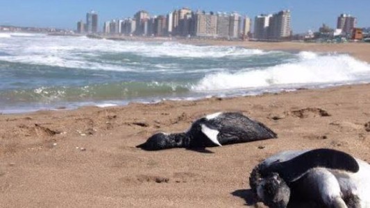 Misterio por la aparición de pingüinos muertos en las playas de Miramar