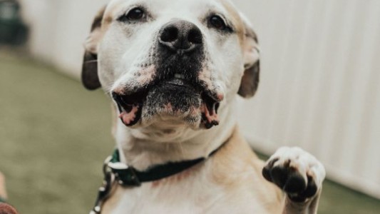 Milagro en Navidad: una mujer encontró a su perro ocho años después de que se lo robaron