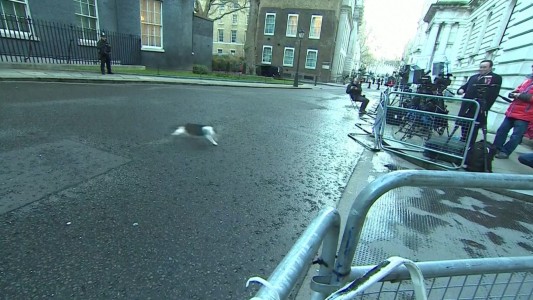 Una paloma con buenos reflejos zafa del zarpazo de un gato