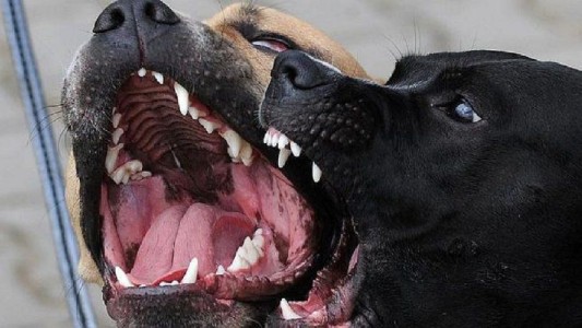 Córdoba: una mujer de 55 años fue atacada por sus perros y murió