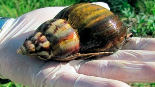 Alerta por la aparición de caracoles africanos gigantes