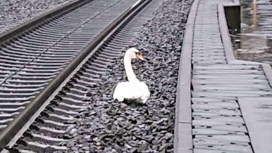 Tren interrumpido por operativo: un cisne murió en una vía y su compañero se quedó a su lado