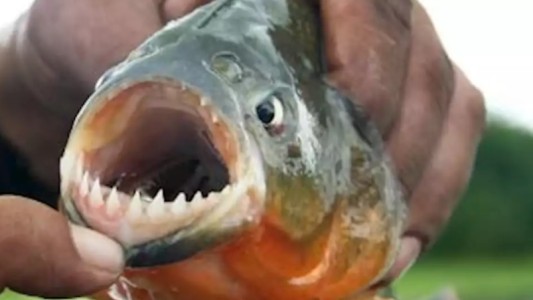 Ataque de palometas en Posadas: "Se está dando debido a las altas temperaturas y a la bajante del río"