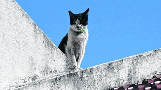 Una gata salvó a su dueño de morir en un incendio en Rosario