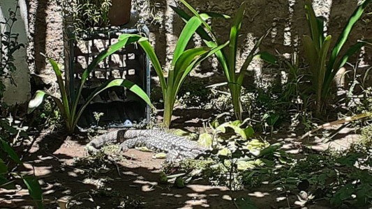 Vivieron tres años con un lagarto overo en el patio de su casa en Lomas de Zamora