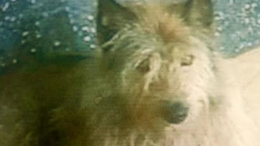 Mató a palazos a un perro callejero delante de su hijo y ahora va a juicio