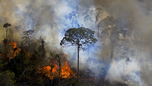 Deforestación: se perdieron 8.500 kilómetros cuadros de selva amazónica en 2020