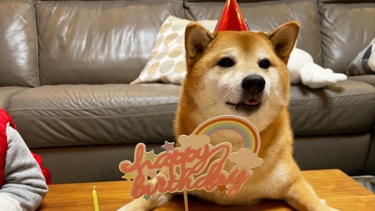 Cumple 10 años el perro de uno de los memes más populares