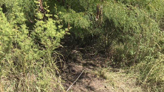 El cuerpo de Micaela fue hallado sin ropa, abajo de un árbol