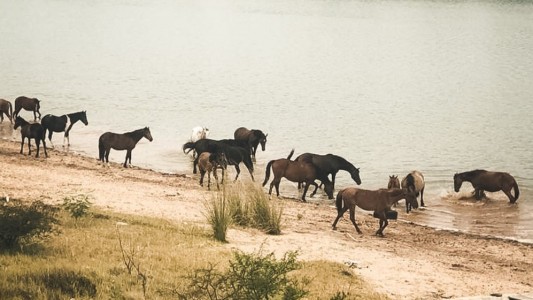 Recuperan caballos en la calle y los dejan libres: santuario en Entre Ríos