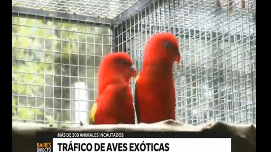 Tráfico de animales: incautaron más de 300 aves exóticas