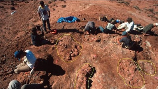 Neuquén: hallan huevos de dinosaurio con embriones que datan de 70 millones de años