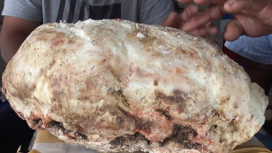 Encontró vómito de cachalote y lo vende en miles de dólares