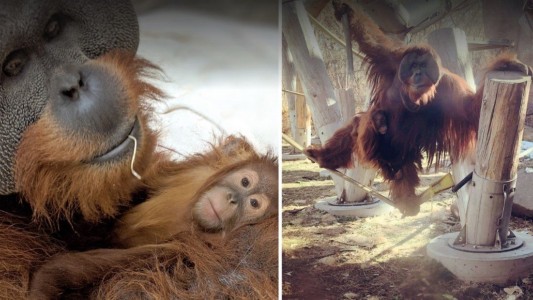 Inédito: el orangután macho que se hizo cargo de su cría tras la muerte de la madre
