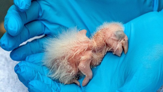 La Plata: nacieron dos guacamayos de una especie en peligro de extinción